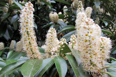 L'Hemlock è un pino non tossico