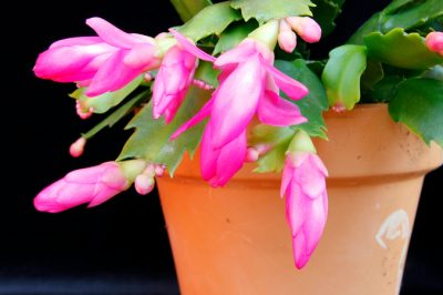 Tè e rimedio, pianta da giardino e da casa, L'importanza dell'ibisco come fiore nazionale