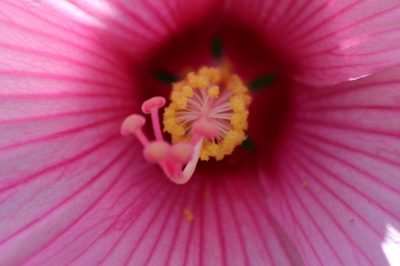 Hardy Hibiscus as a Decorative and Versatile Garden Dweller