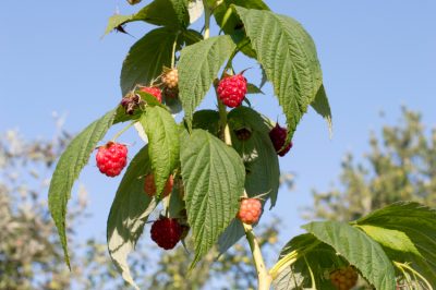 La giusta cornice per i lamponi in giardino