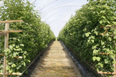 Zucca dell'Hokkaido - Come coltivarla nel proprio giardino