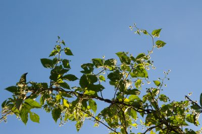 La giusta posizione per il luppolo