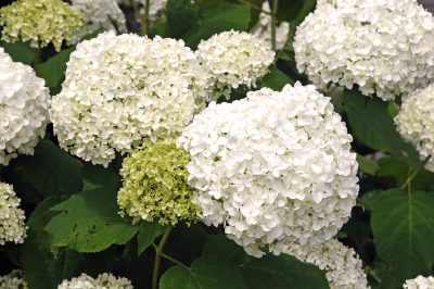 Hydrangea 