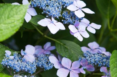 L'ortensia a palla: bellezza da giardino con un'affascinante abbondanza di fiori