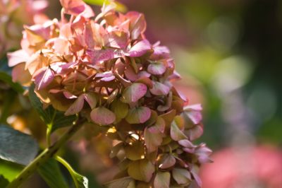 Hortensia 