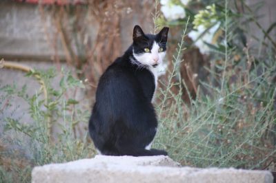 L'ortensia è velenosa per cani e animali domestici?