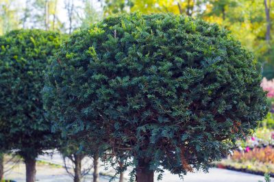 La siepe di ortensie: un colorato sogno fiorito