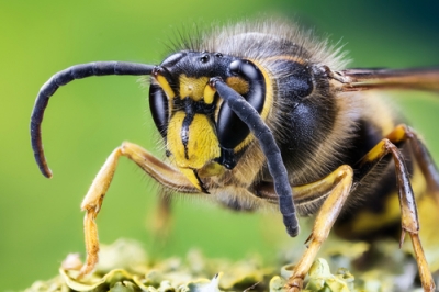 Quanto è pericolosa la puntura di un bombo?