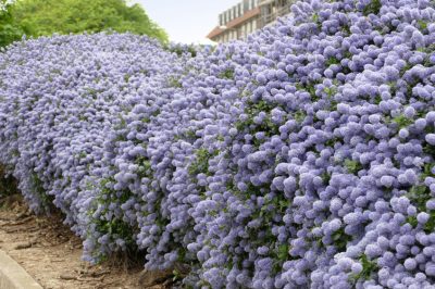 La rosa canina è adatta a piantare una siepe?