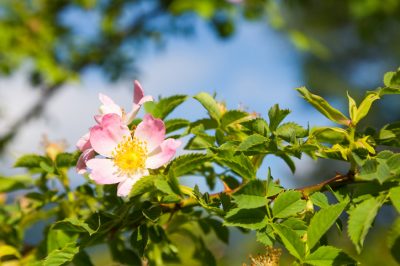 La rosa canina - un breve profilo