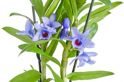 Magnolia immergreen su un alto tronco - un favoloso solitario