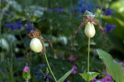 La pervinca in giardino: consigli per la cura