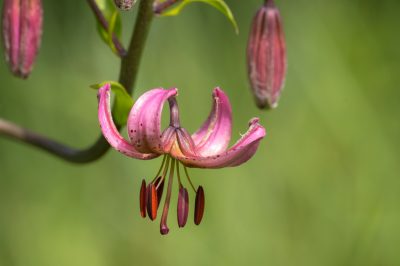 La pervinca - coltivare giovani piante da seme?