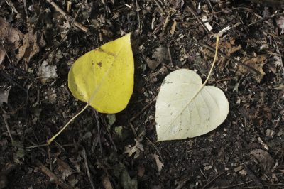 Vinca major: velenosa ma ancora popolare