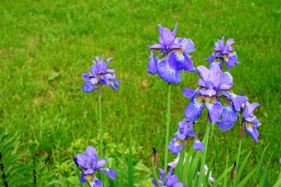 La stagione di fioritura dell'iris