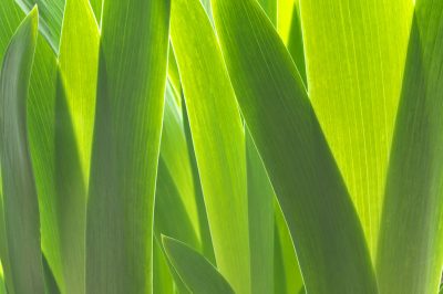 L'Iris nel giardino: Cosa fare in autunno?
