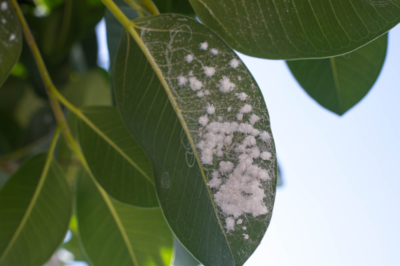 L'iris in giardino non fiorisce: cosa fare?