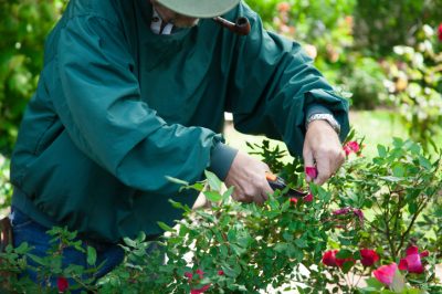 L'erica campanula irlandese è resistente?