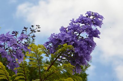 L'albero della Jacaranda non è resistente