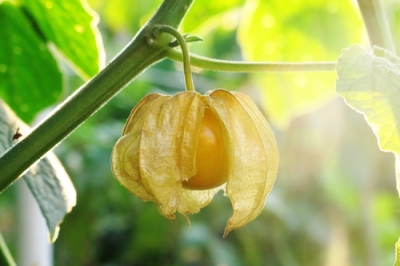 L'ambrosia - pericolosa anche per l'uomo