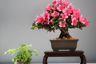 Potatura, Cura, Grande Azalea Giapponese Bonsai - Posizione