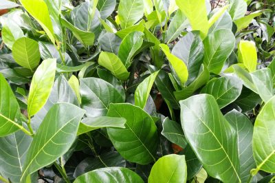 L'azalea giapponese preferisce l'ombra parziale