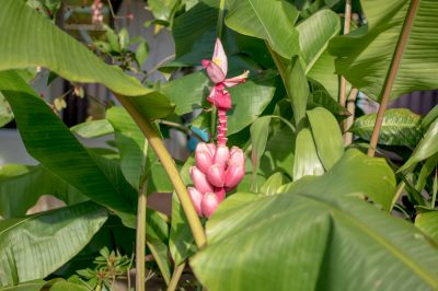 La cura ottimale per un banano fagiano giapponese