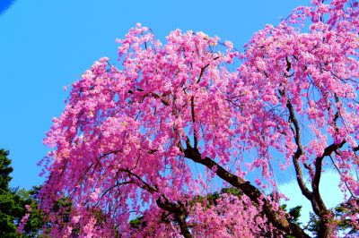 Accogliere il legno: la potatura del ciliegio ornamentale giapponese