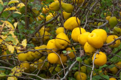 Le mele cotogne ornamentali giapponesi sono commestibili?