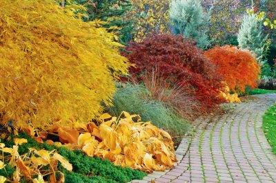 L'acero giapponese è molto popolare come bonsai
