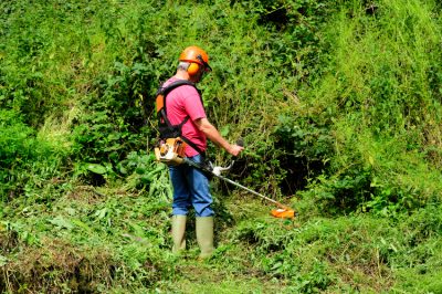 Gioiello asiatico per il tuo giardino - come coltivare correttamente il corniolo giapponese