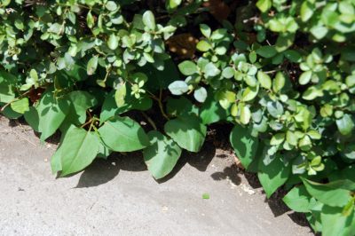 Japanese Knotweed: Just Eat the Monster!