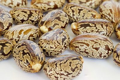Le bacche dell'iperico: tempo di maturazione e aspetto