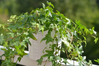 Le foglie dell'iperico: sorprendenti e medicinali