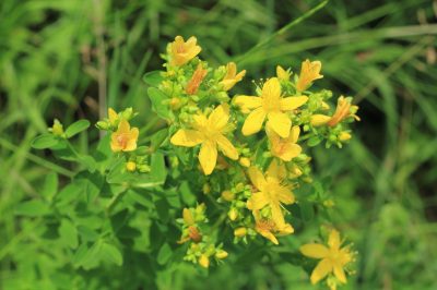 L'erba di John in fiore - uno sguardo più da vicino