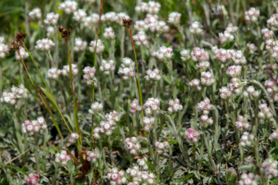 Cura, posizione, L'erba di San Giovanni in giardino: specie