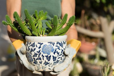 Le bacche di ostrica portano varietà al giardino