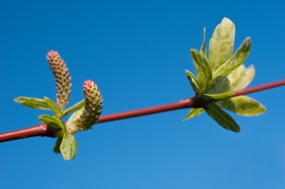 Lo straordinario fiore dell'albero di Giuda