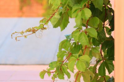 L'albero di Giuda preferisce la posizione soleggiata