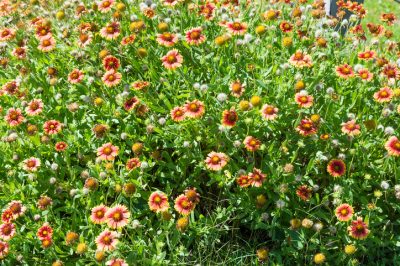L'albero di Giuda non fiorisce - cosa fare?