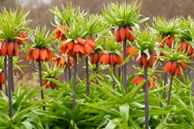 La propagazione della corona imperiale nel proprio giardino