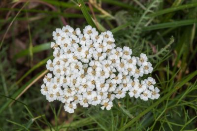 La corona imperiale: rimedio biologico contro la talpa in giardino?