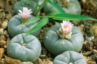 Impressionante e pungente: La serra per cactus, Bizarre