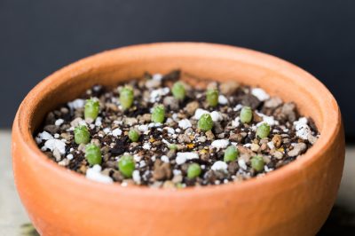 Questi cactus sono adatti come piante d'appartamento - una selezione