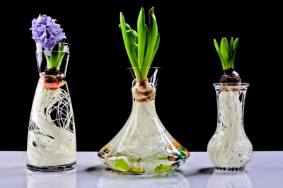 Le 20 specie di cactus più belle per interni ed esterni
