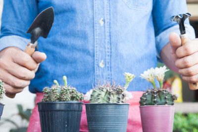 Per piantare correttamente i cactus - Come fare