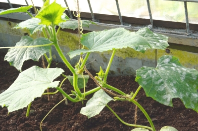 Mettere fuori i cactus - Quando è possibile?