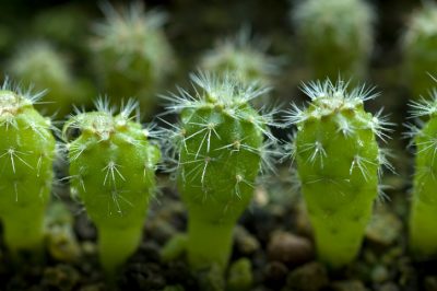 Sollevare i propri cactus per la coltivazione