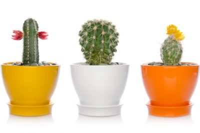 Come far fiorire i cactus per la giusta strategia
