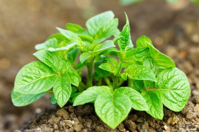 Quando è il momento giusto per piantare le patate in giardino?